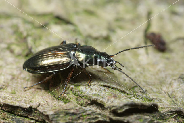 Grassnelloper (Agonum muelleri)