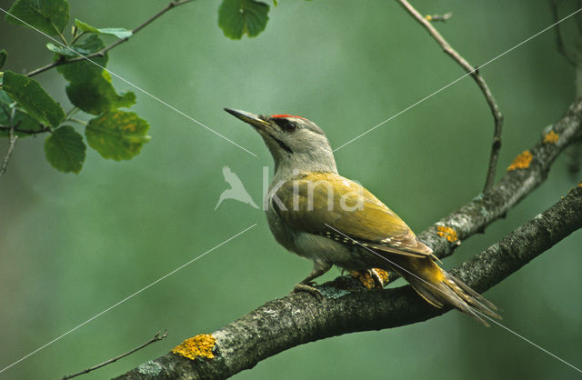 Grey-faced Woodpecker (Picus canus)