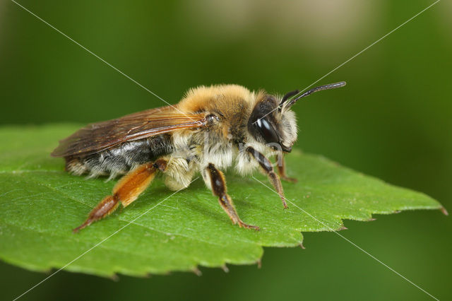 Grijze rimpelrug (Andrena tibialis)