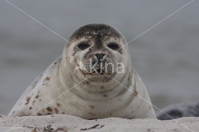 Grijze zeehond