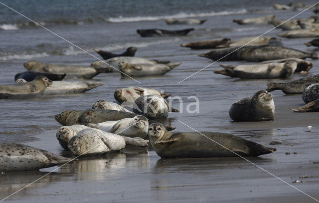 Grey Seal (Halichoerus grypus)