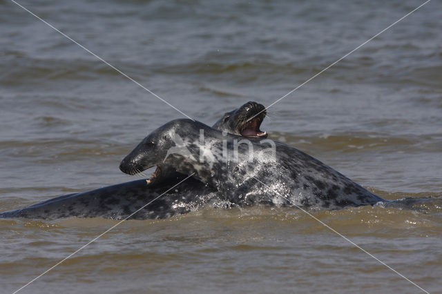 Grey Seal (Halichoerus grypus)