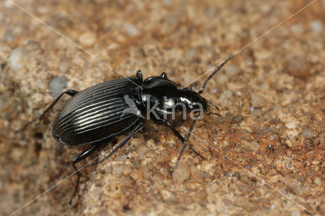 Groene Snelloper (Agonum viduum)