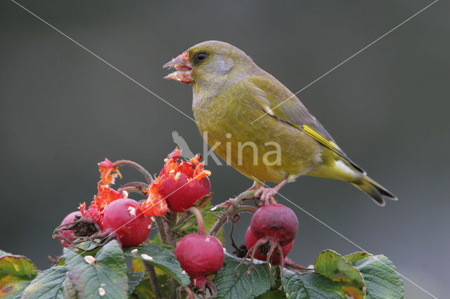 European Greenfinch (Carduelis chloris)