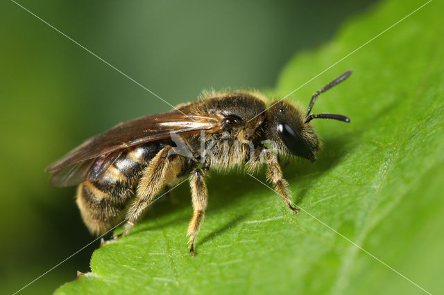 Groepjesgroefbij (Lasioglossum malachurum)