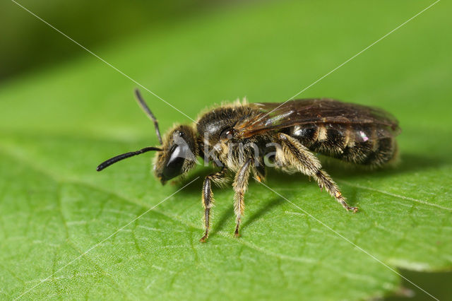 Groepjesgroefbij (Lasioglossum malachurum)