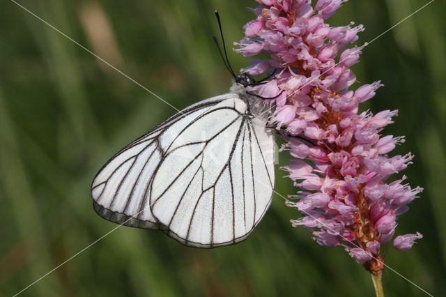 Groot geaderd witje (Aporia crataegi)