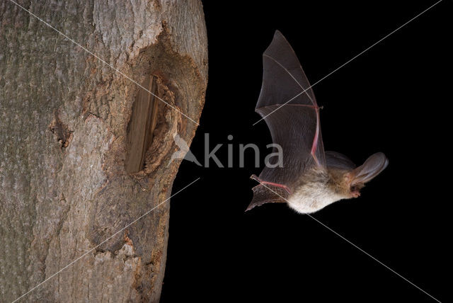 brown big-eared bat (Plecotus auritus)