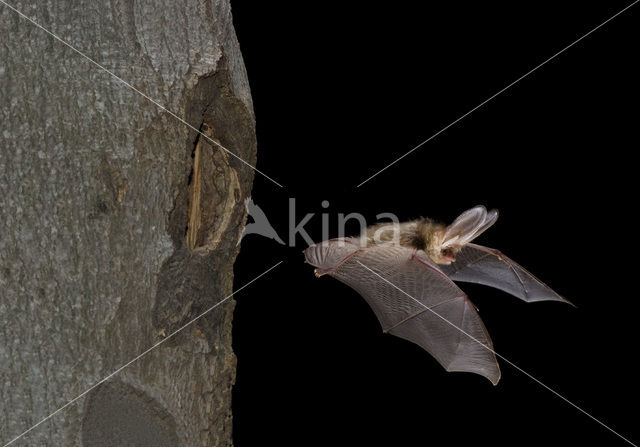 brown big-eared bat (Plecotus auritus)