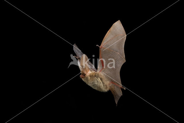 brown big-eared bat (Plecotus auritus)