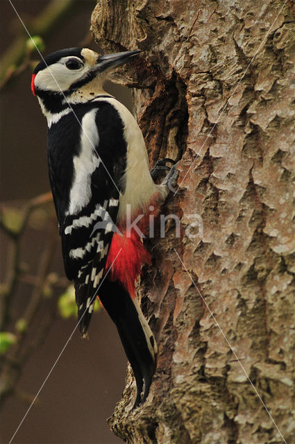 Grote Bonte Specht (Dendrocopos major)