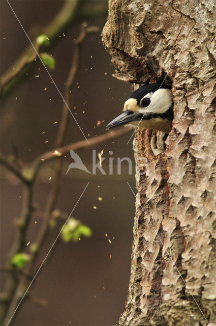 Great Spotted Woodpecker (Dendrocopos major)