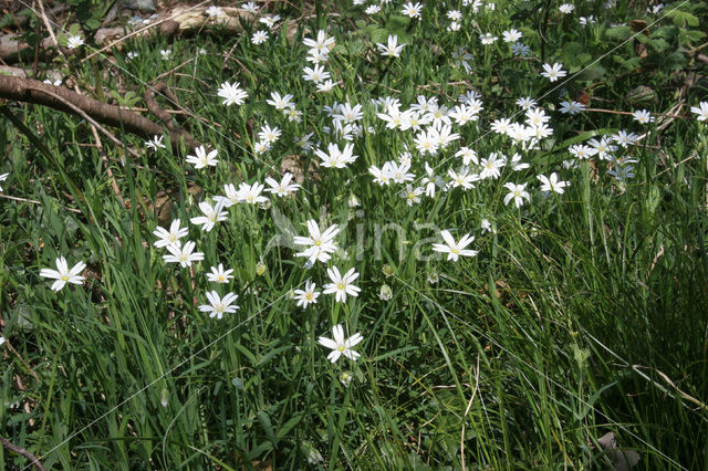 Greater Stitchwort (Stellaria holostea)