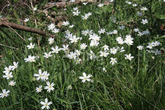 Greater Stitchwort (Stellaria holostea)