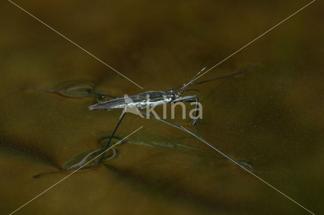 pond skater (Aquarius paludum)