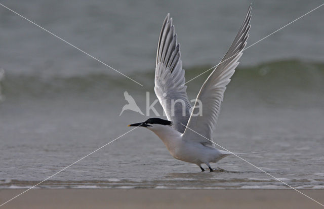 Grote Stern (Sterna sandvicensis)