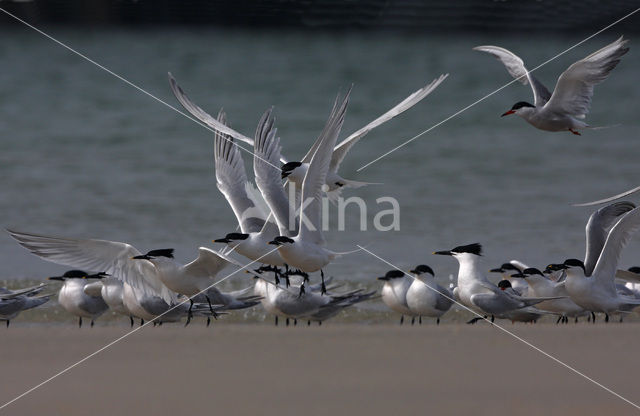 Grote Stern (Sterna sandvicensis)