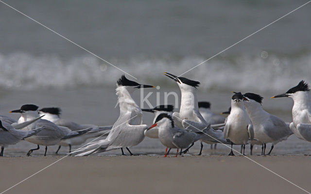 Sandwich Tern (Sterna sandvicensis)