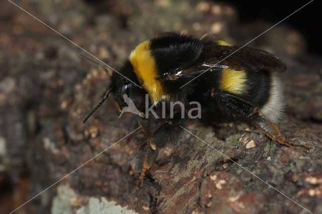 Northern white-tailed bumblebee (Bombus magnus)