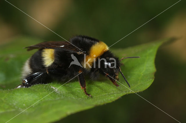 Grote veldhommel (Bombus magnus)