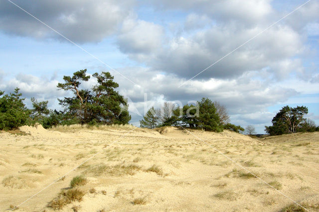 Scots Pine (Pinus sylvestris)