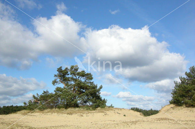 Grove den (Pinus sylvestris)