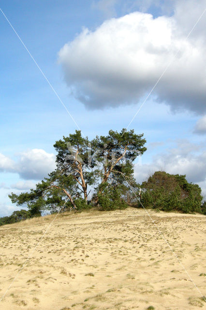 Scots Pine (Pinus sylvestris)
