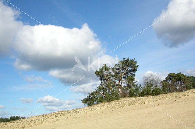 Scots Pine (Pinus sylvestris)