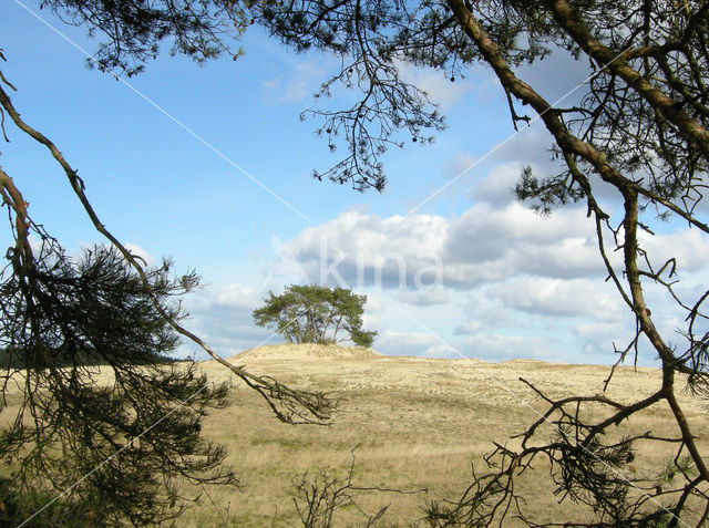 Scots Pine (Pinus sylvestris)