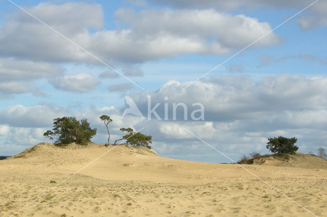 Scots Pine (Pinus sylvestris)