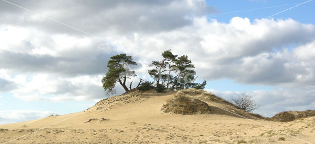 Scots Pine (Pinus sylvestris)