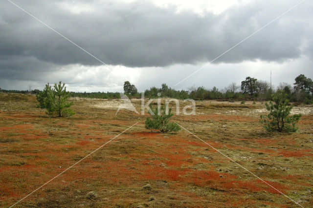 Scots Pine (Pinus sylvestris)