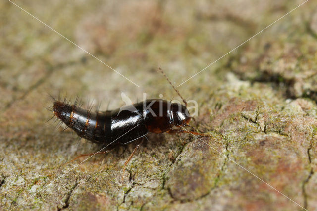 Habrocerus capillaricornis