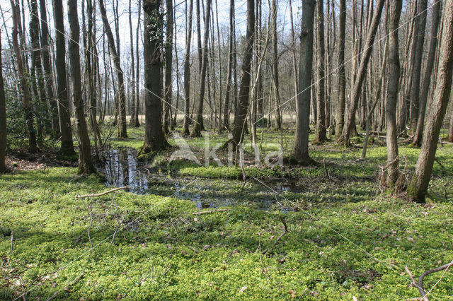 Hazelbekke