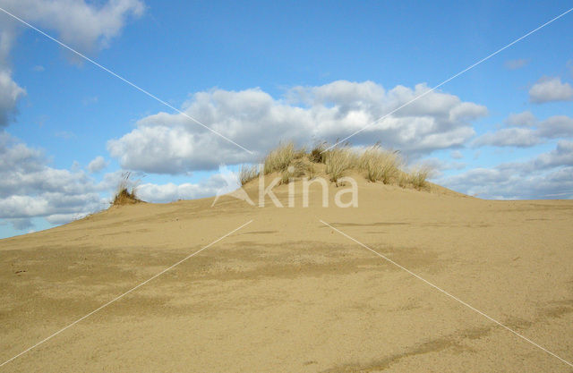 Marram (Ammophila arenaria)