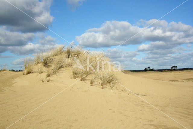 Marram (Ammophila arenaria)