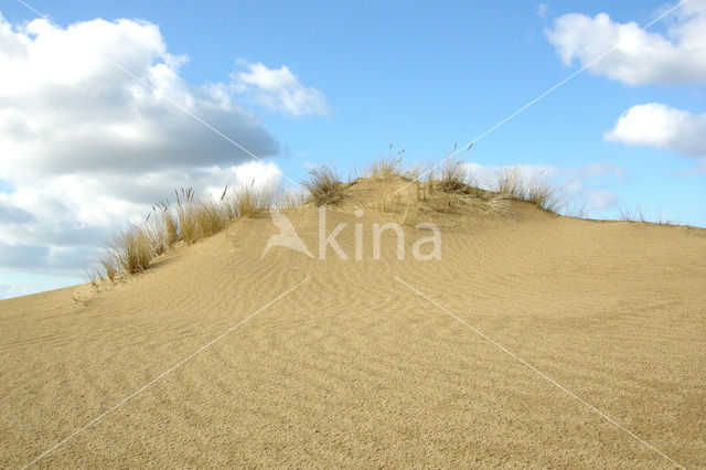 Marram (Ammophila arenaria)
