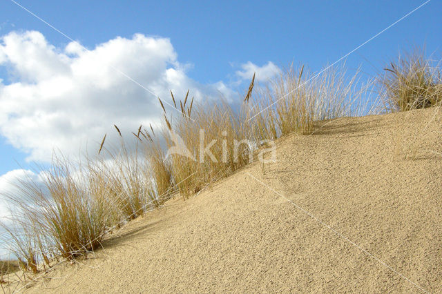 Marram (Ammophila arenaria)