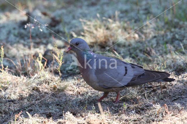 Holenduif (Columba oenas)