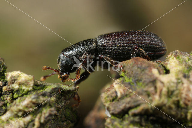 Hylastes linearis