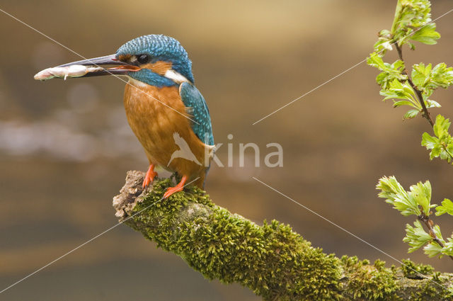 Kingfisher (Alcedo atthis)