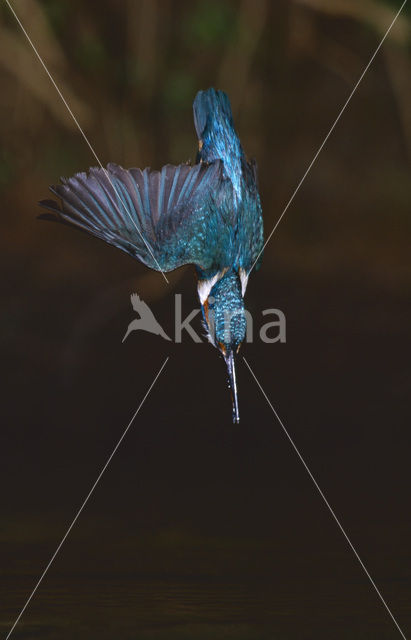 IJsvogel (Alcedo atthis)