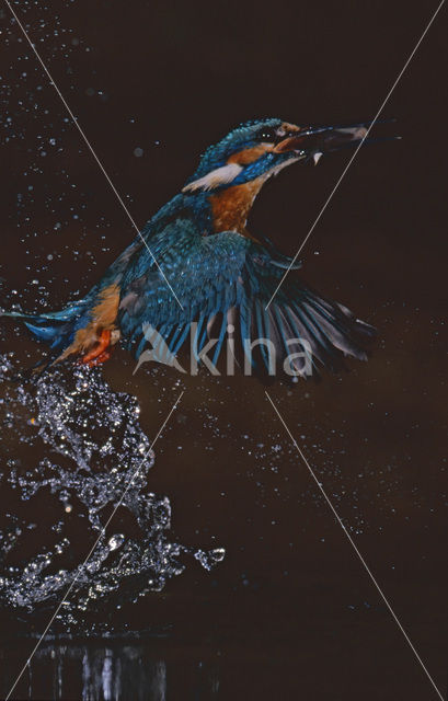 IJsvogel (Alcedo atthis)