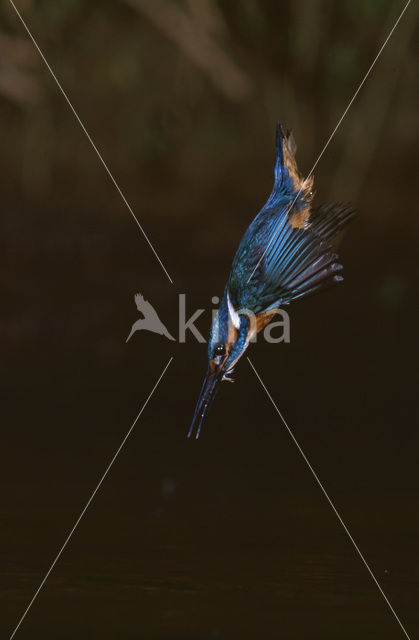 Kingfisher (Alcedo atthis)