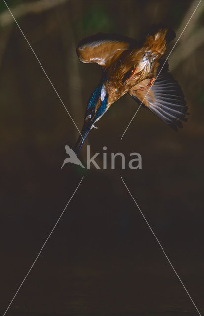 Kingfisher (Alcedo atthis)