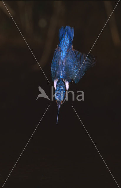 IJsvogel (Alcedo atthis)
