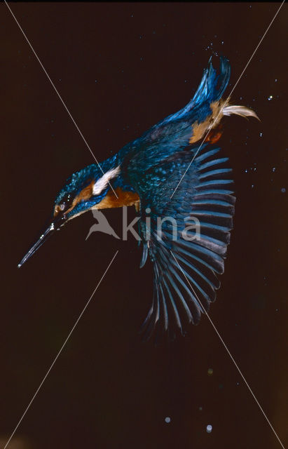 Kingfisher (Alcedo atthis)