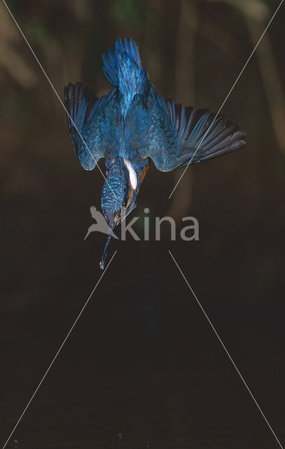 IJsvogel (Alcedo atthis)