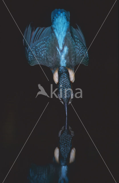 Kingfisher (Alcedo atthis)