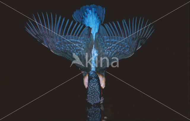IJsvogel (Alcedo atthis)